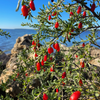 Christmasberry (Lycium carolinianum)