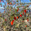 Christmasberry (Lycium carolinianum)
