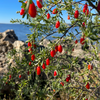 Christmasberry (Lycium carolinianum)