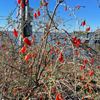 Christmasberry (Lycium carolinianum)