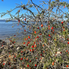 Christmasberry (Lycium carolinianum)