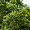 Camphor (Cinnamomum camphora)