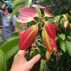 Cinnamon (Cinnamomum verum)