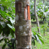 Cinnamon (Cinnamomum verum)