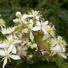20 WHITE CLEMATIS Virginiana / Virgins Bower Flower Vine Seeds