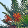 Cliff Date Seedling (Phoenix reclinata)