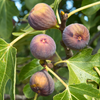 Fig 'Chicago Hardy' (Ficus carica)