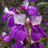 500 CHINESE HOUSES Pagodas Collinsia Heterophylla Flower Seeds