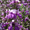 500 CHINESE HOUSES Pagodas Collinsia Heterophylla Flower Seeds