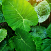 Taro 'Chinese Bun Long' (Colocasia esculenta)