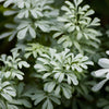 Rue (Ruta graveolens)