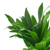 Dracaena Compacta