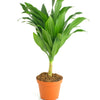 Dracaena Compacta