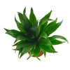 Dracaena Compacta
