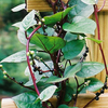 Summer Greens Bundle: Malabar Spinach, Molokhia, Longevity Spinach & Lagos Spinach