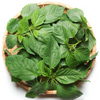 Summer Greens Bundle: Malabar Spinach, Molokhia, Longevity Spinach & Lagos Spinach