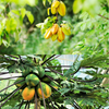 Fast Growing Fruit Tree Bundle: Star Fruit & Papaya