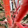 Coral Bark Japanese Maple Tree