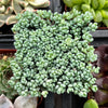 Corsican Stonecrop