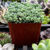 Corsican Stonecrop