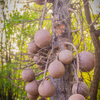 Cannonball Tree (Couroupita guianensis)