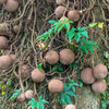 Cannonball Tree (Couroupita guianensis)