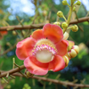 Cannonball Tree (Couroupita guianensis)