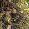 Cannonball Tree (Couroupita guianensis)