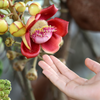 Cannonball Tree (Couroupita guianensis)