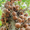 Cannonball Tree (Couroupita guianensis)
