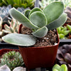 Crassula Cotyledonis