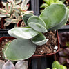 Crassula Cotyledonis