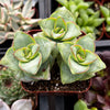 Crassula Ivory Towers