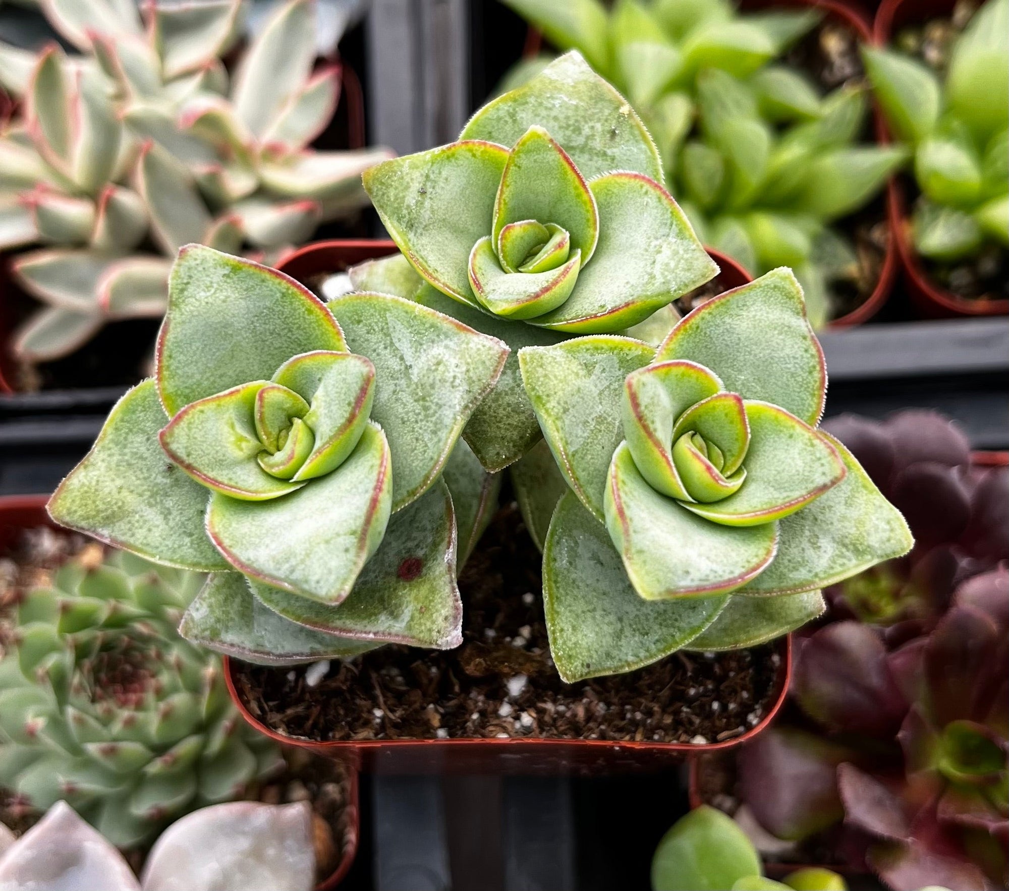 Crassula Ivory Towers