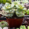 Crassula Ivory Towers