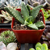 Crassula Tiger's Jaw