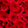 250 MIXED COLORS PETUNIA Flower Seeds