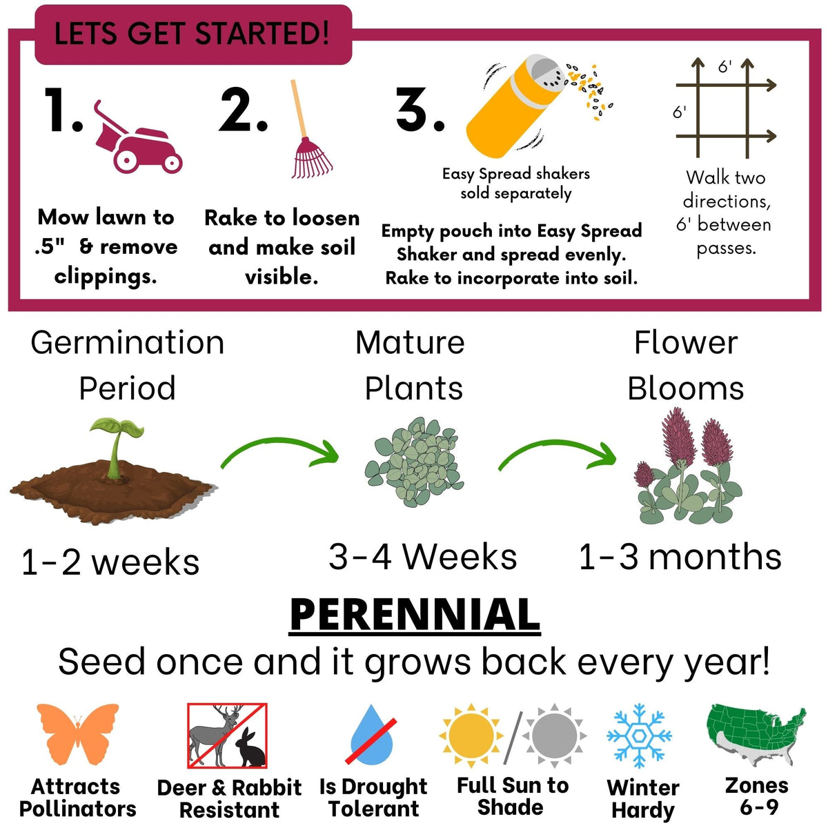 Crimson Clover Seed – photo 6