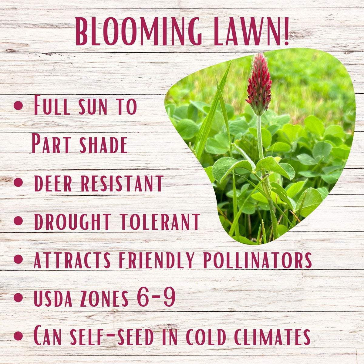 Crimson Clover Seed – photo 4