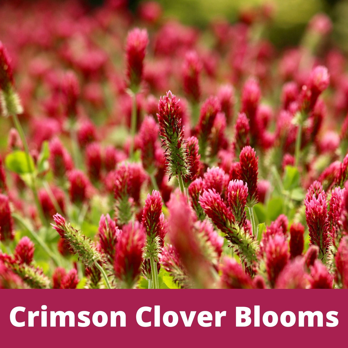 Crimson Clover Seed – photo 2