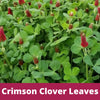 Crimson Clover Easy Spread Shaker Seeds – photo 5