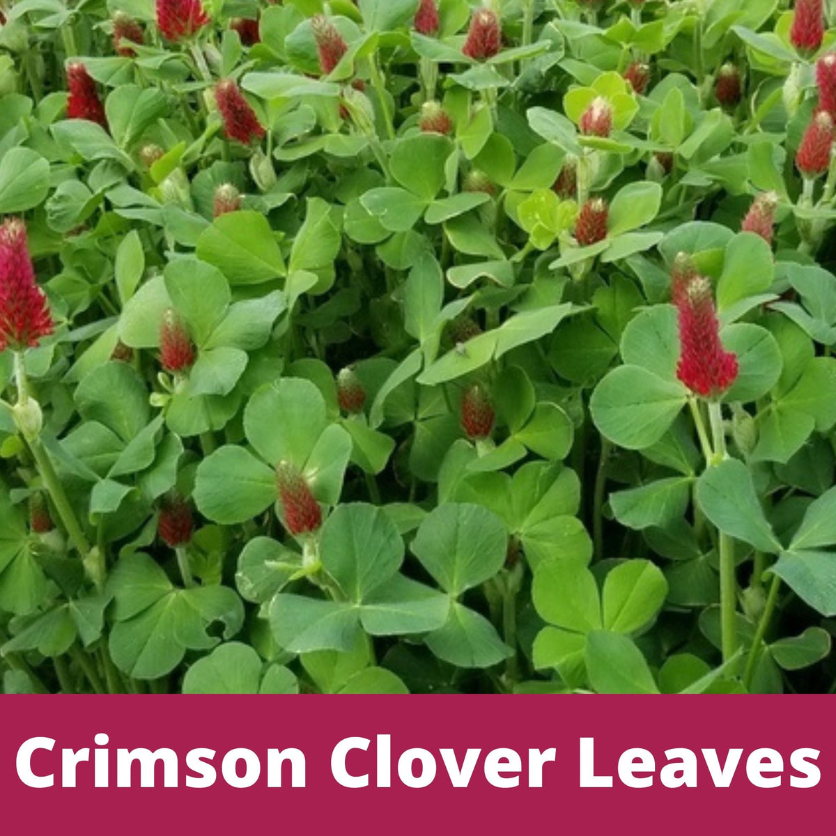 Crimson Clover Easy Spread Shaker Seeds – photo 5