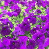 250 Mixed Colors DWARF PETUNIA Pink Red Purple White Bicolor Flower Seeds