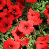 250 Mixed Colors DWARF PETUNIA Pink Red Purple White Bicolor Flower Seeds