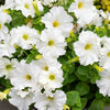 250 MIXED COLORS PETUNIA Flower Seeds