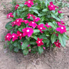 100 DWARF Little MIX PERIWINKLE / Vinca Rosea Flower Seeds