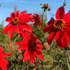 Cocoxochitl, Culinary Dahlia (Dahlia spp.)