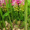 Turmeric, White (Curcuma zedoaria)