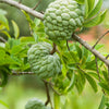 Sugar Apple 'Thai Lessard' (Annona squamosa L)