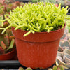 Rhipsalis Cereuscula